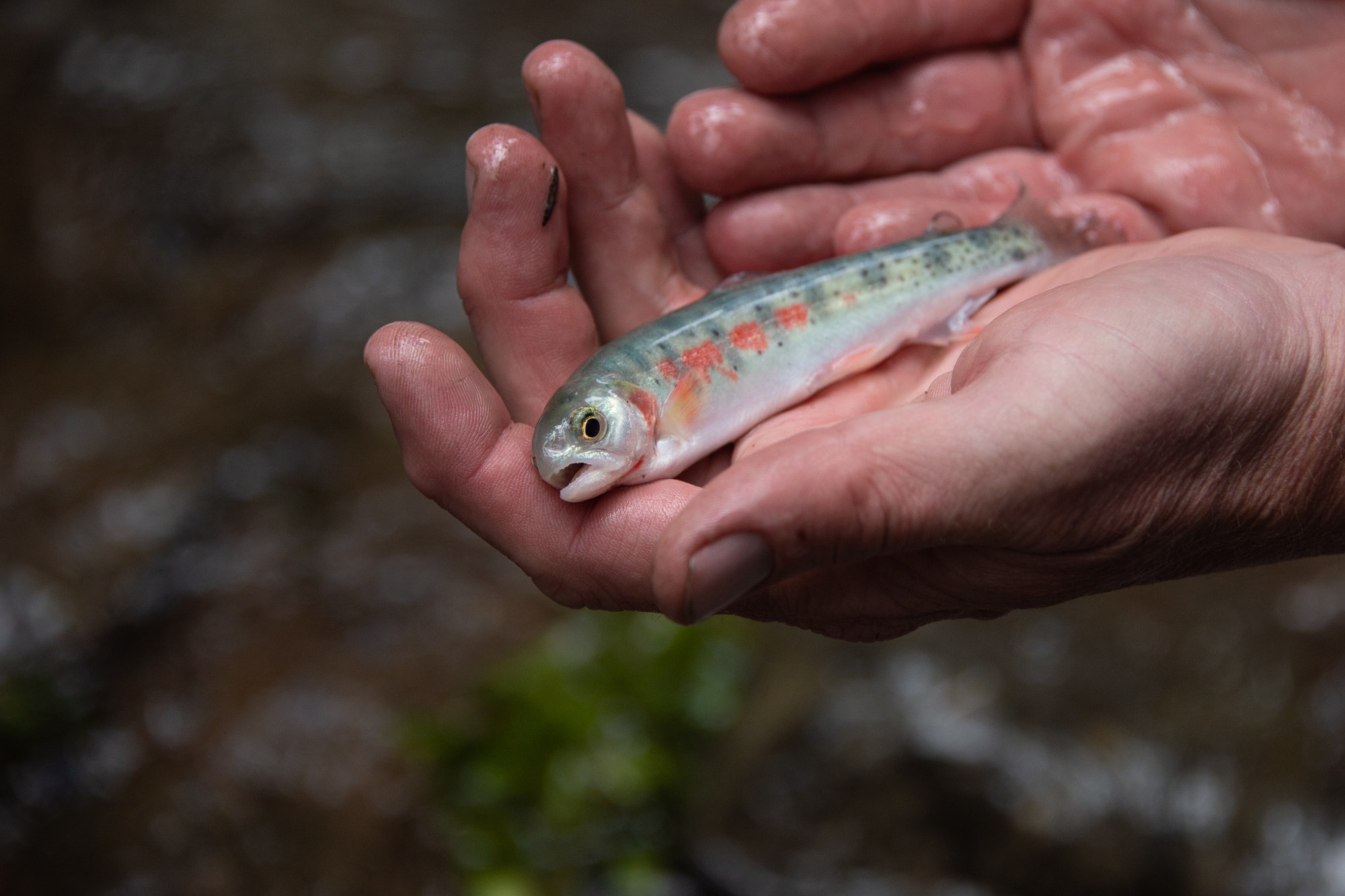 A person with wet hand holds a small, cutthroat trout that has orange spots on its flank, over a blurred natural background.