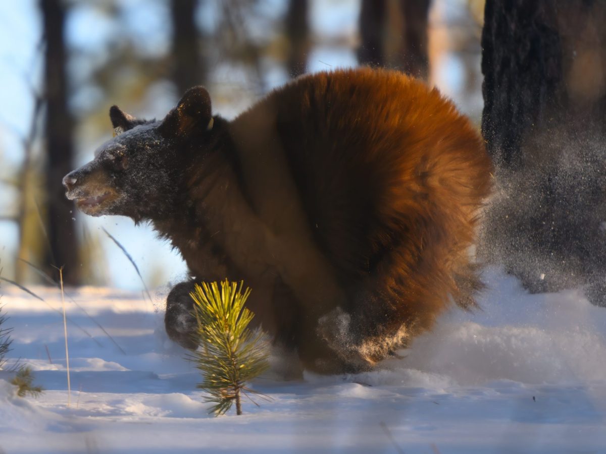 Urban human-bear conflicts are on the rise. That’s why the release of 5 orphaned cubs in Colorado is so important.