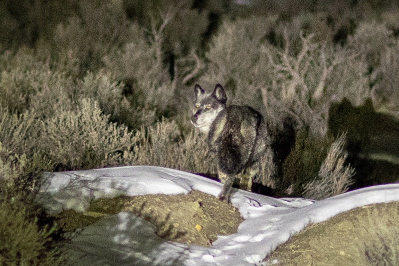 A gray with with dark-colored ears looks back over its shoulder after being released in Colorado