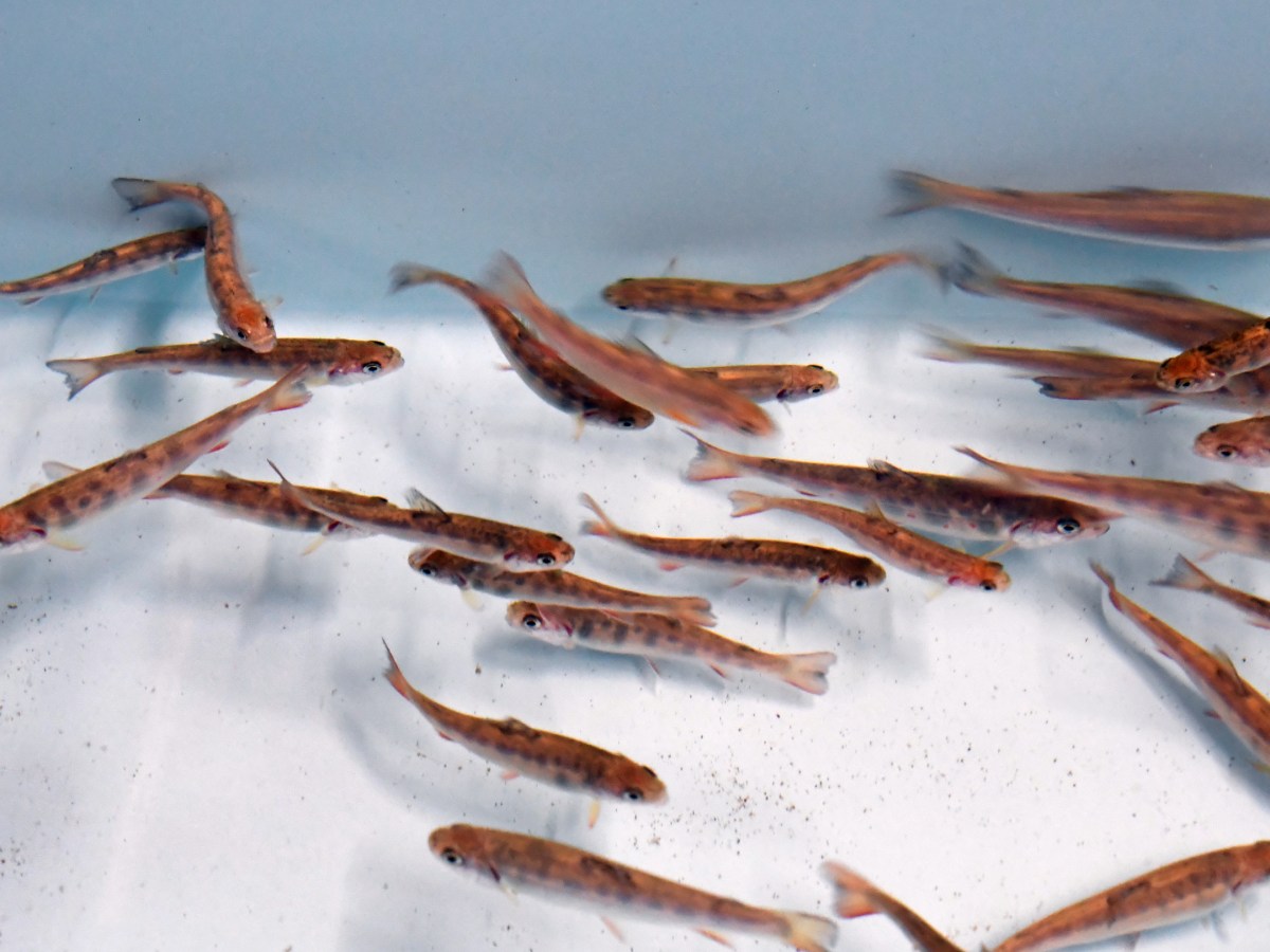 Pity the lonely brook trout: How to stop an invasion with this one genetic trick