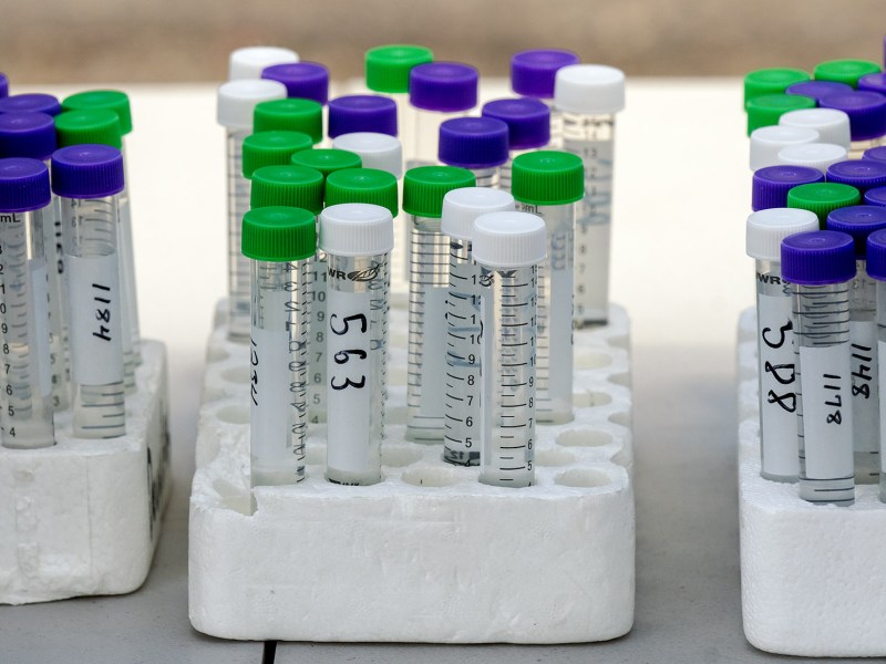 Test tubes filled with water sit in racks. They are capped with lids that are green and blue