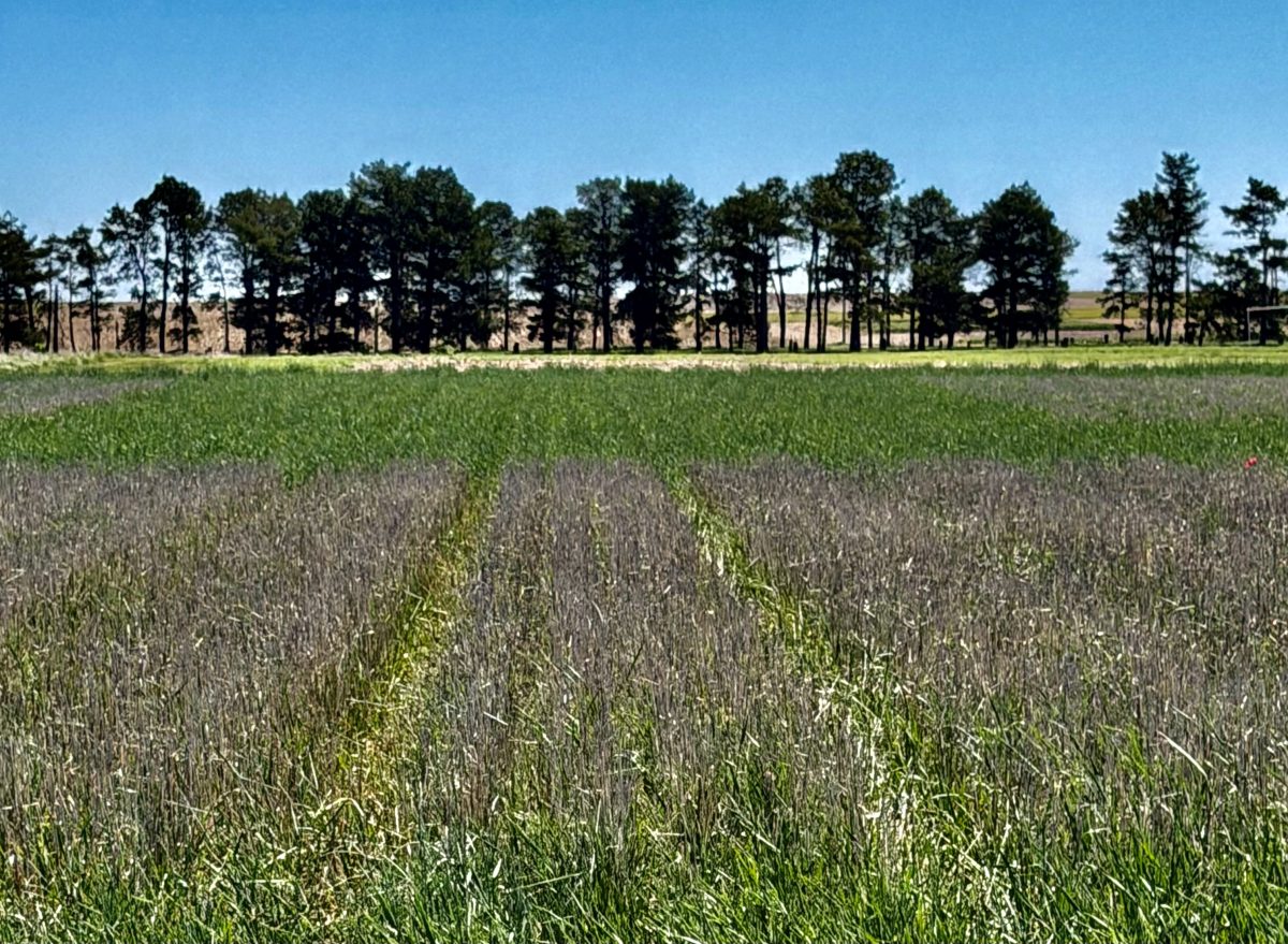 A grassy field with parallel tracks runs toward a row of tall trees under a clear blue sky.
