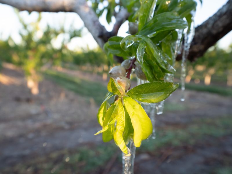 Close-up of green leaves and a budding branch covered with ice, with an orchard and rows of trees visible in the blurred background.