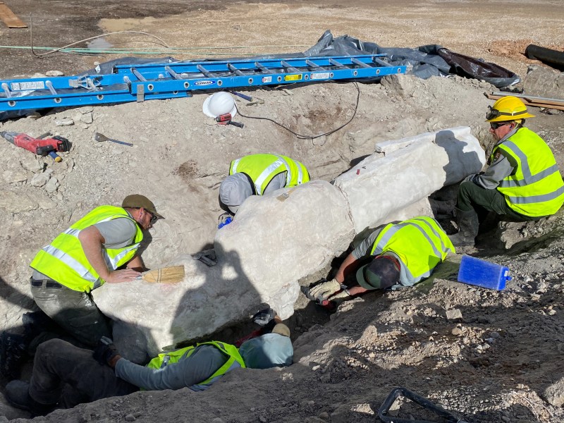 Four workers in high-visibility vests and helmets excavate large white stone blocks from a trench at a construction or archaeological site. A blue ladder and tools are visible nearby.