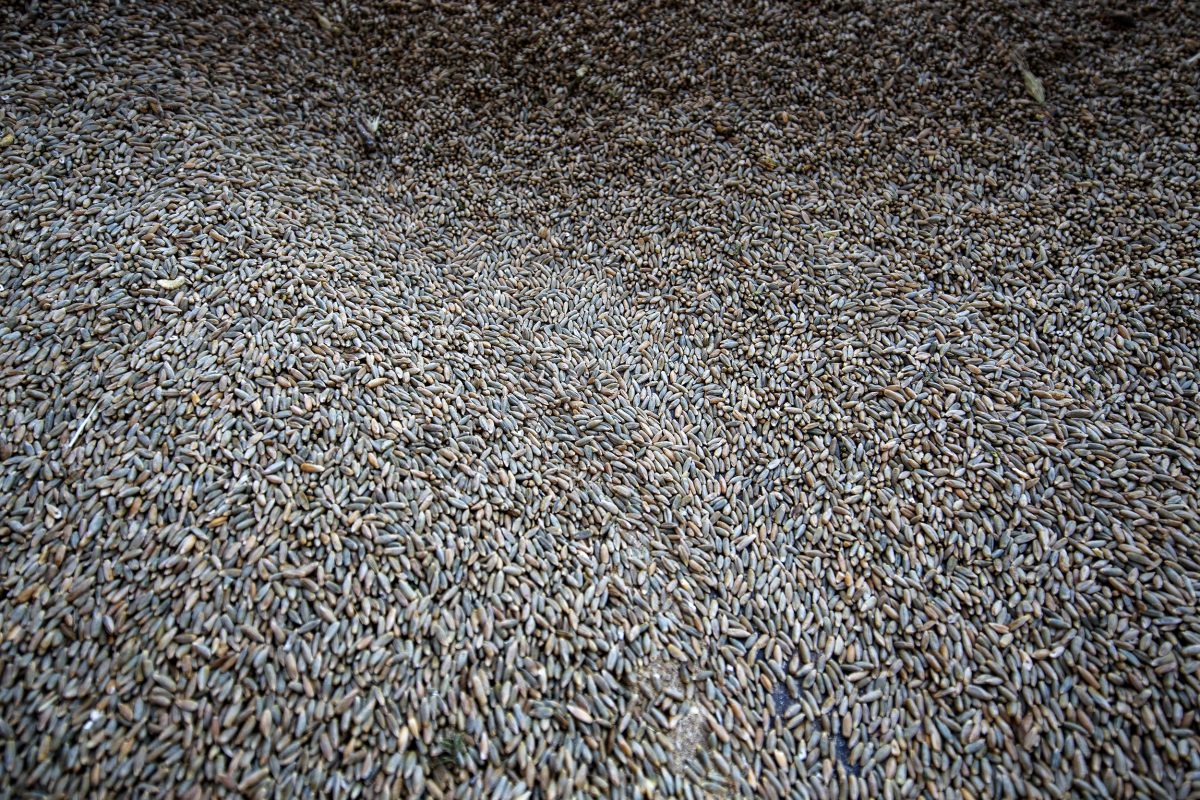 A close-up view of a large pile of brown, unprocessed grain seeds covering the ground.