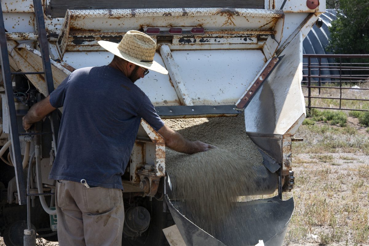A man in a straw hat operates machinery to unload grain onto a conveyor outdoors on a sunny day.