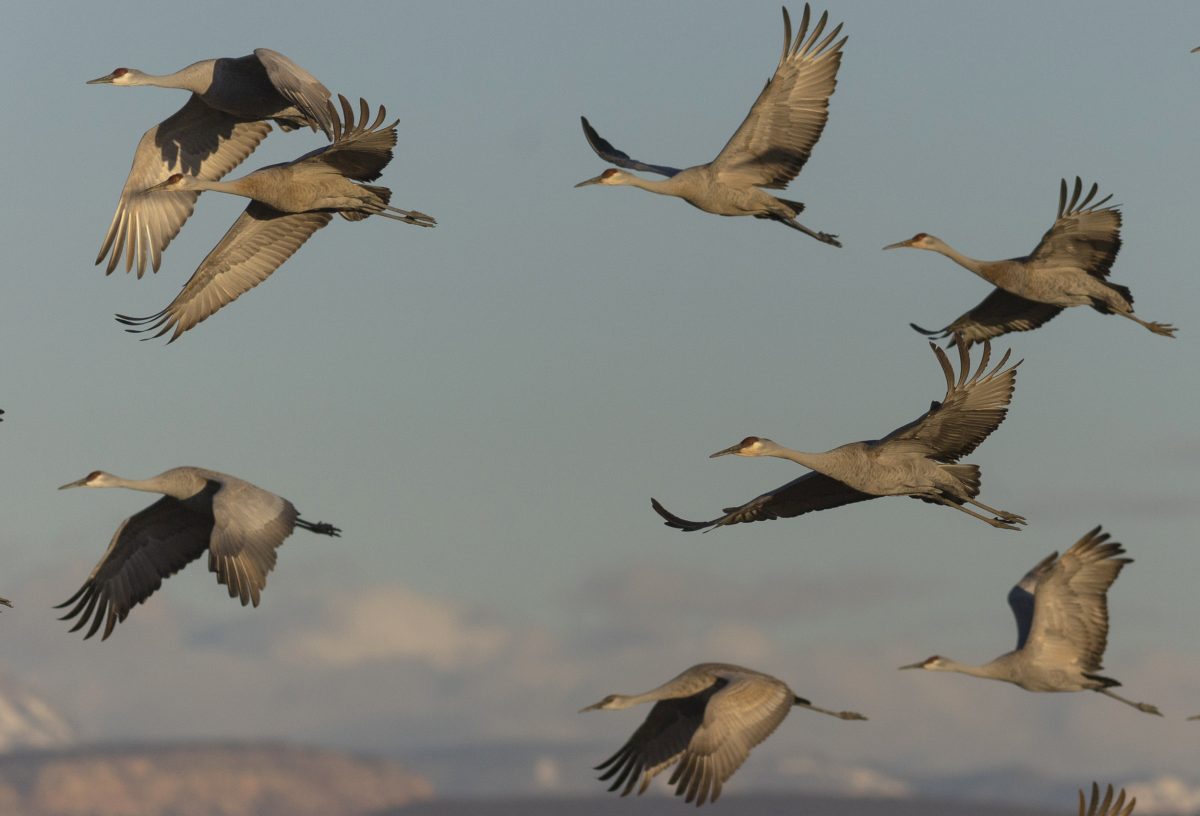 a group of birds in the air