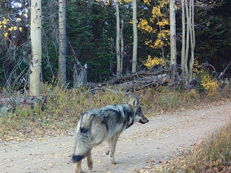 a young wolf on a gravel road in an Aspen forest