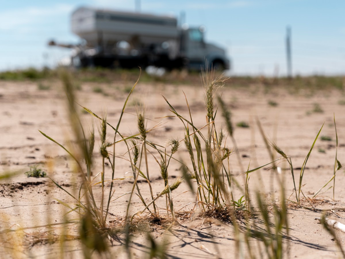 Eastern Colorado farmers brace for worst wheat harvest since 1965