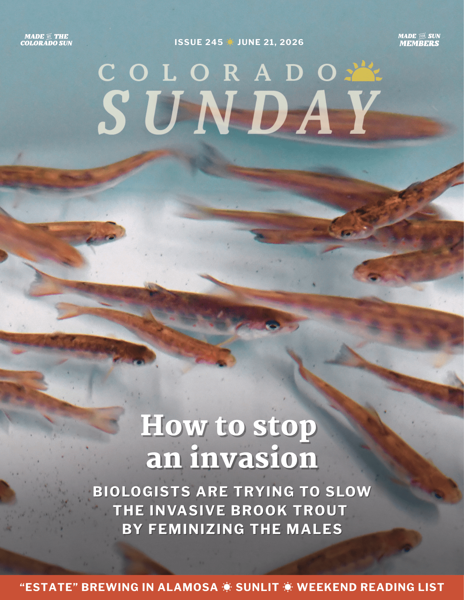 A group of small trout swim in clear water; a magazine headline explores curbing invasive species by feminizing male brook trout.