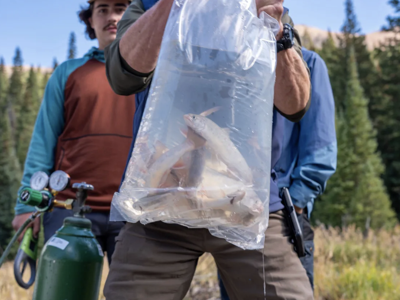 Two people outdoors hold a clear plastic bag filled with water and several live brook trout