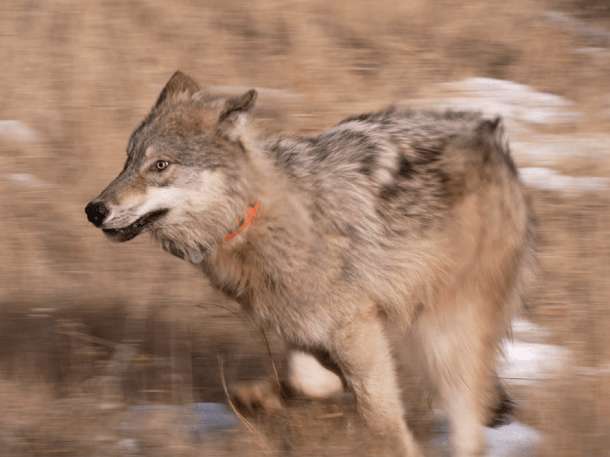 How Colorado’s candidates for governor say they would address wolves, hunting, fishing and a rural divide